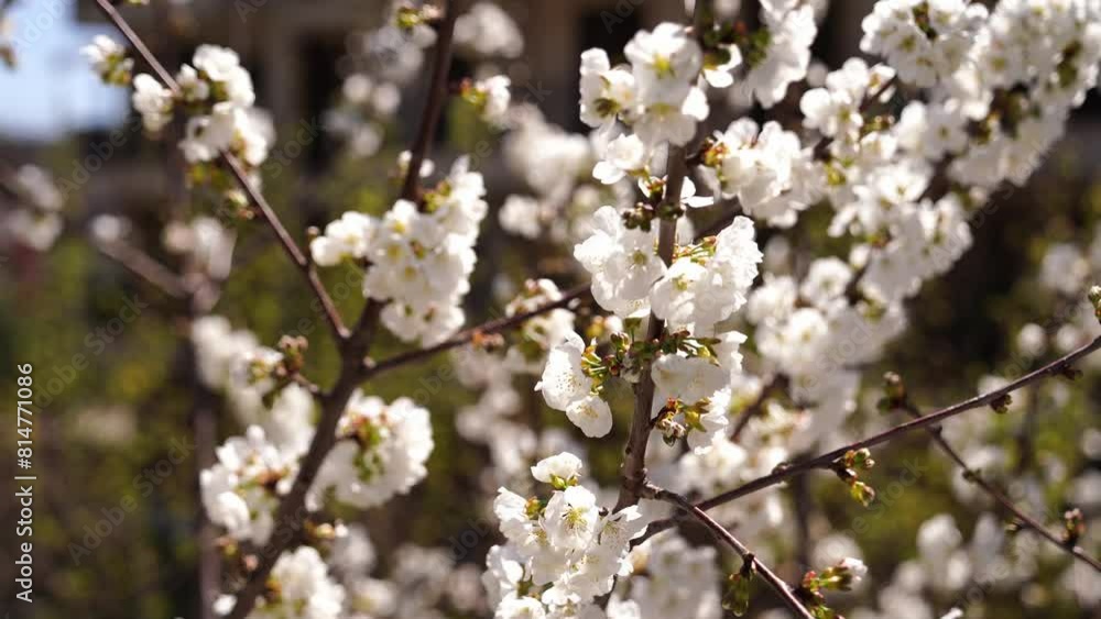 Bees collect nectar from cherry blossom near a multi-storey building. High quality 4k footage Bees collect nectar from cherry blossom near a multi-storey building. High quality 4k footage