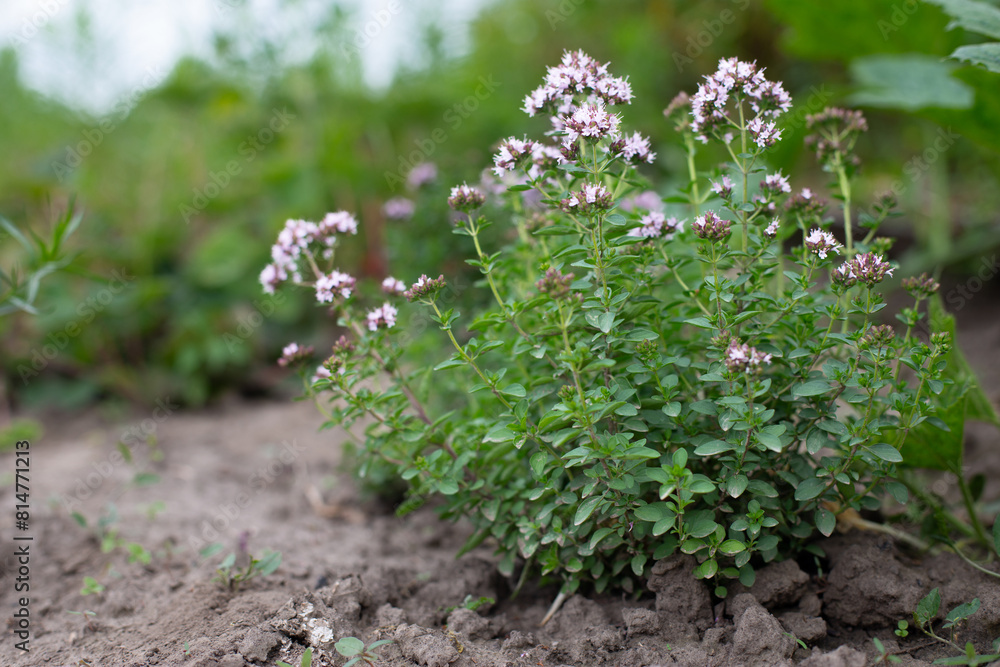 Flowering bushes of oregano (Origanum) in garden. Honey plant. Medicinal and condiment herbs.