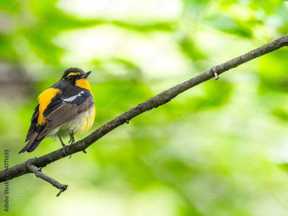 Fototapeta premium 枝にとまるキビタキ