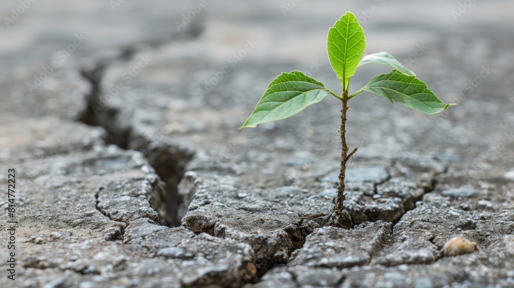 Life Finds a Way: Plant Seedling Triumph Over Concrete Life Finds a Way: Plant Seedling Triumph Over Concrete