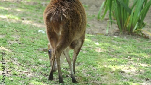 Indian muntjac (Muntiacus muntjak), also called southern red muntjac and barking deer, is a deer species native to South and Southeast Asia. photo
