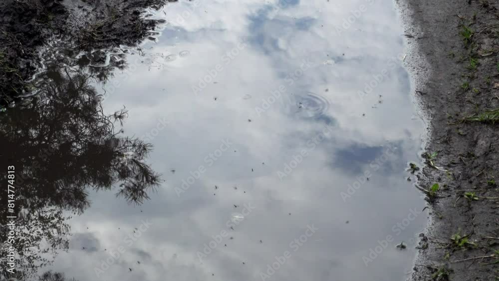 Mosquitoes fly over a puddle on a dirt road. Mosquitoes fly over a puddle on a dirt road.