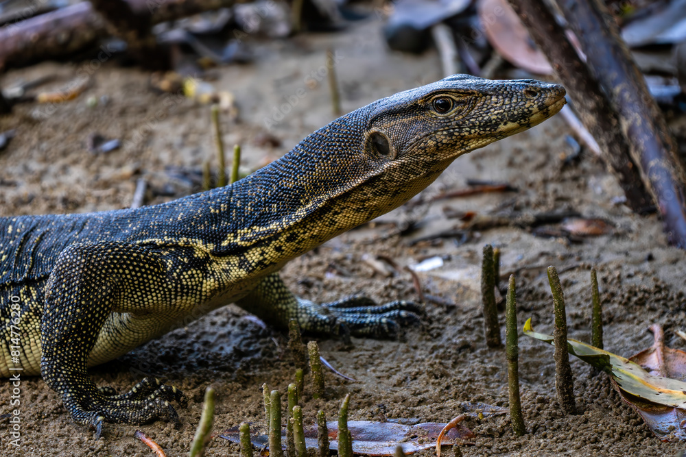 Fototapeta premium Common Water Monitor - Varanus salvator, portrait of beautiful large lizard from Asian fresh waters, Borneo, Malaysia.