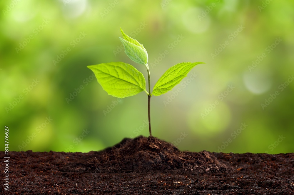 Young fresh green plant springing out of soil Young fresh green plant springing out of soil