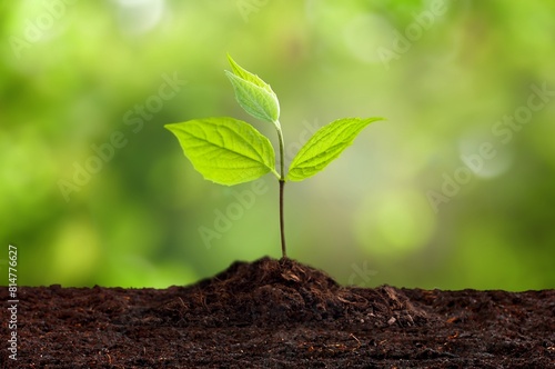 Young fresh green plant springing out of soil © BillionPhotos.com