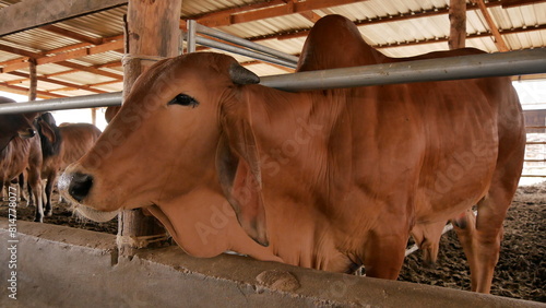 Beautiful Brahman cow At a farm in rural Thailand