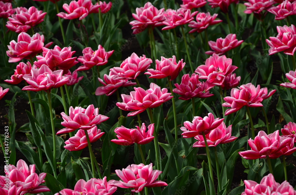 pink tulips in the garden pink tulips in the garden
