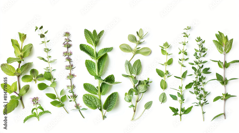 Herbal Composition on White Background: Natural and Eco-Friendly Herbal Composition on White Background: Natural and Eco-Friendly