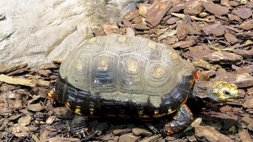Red-footed tortoise (Chelonoidis carbonarius) is species of tortoise from northern South America. They have dark-colored, loaf-shaped carapaces (back shell) with lighter patch in middle of each scute. photo