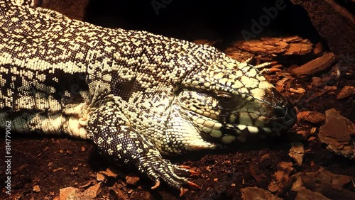 Argentine black and white tegu (Salvator merianae), also called commonly the Argentine giant tegu, the black and white tegu, and the huge tegu, is a species of lizard in the family Teiidae. photo
