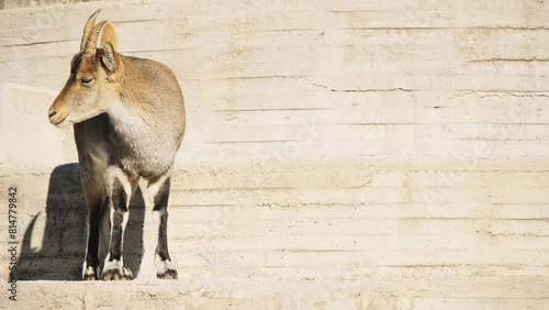 Iberian ibex, Spanish ibex, Spanish wild goat photo