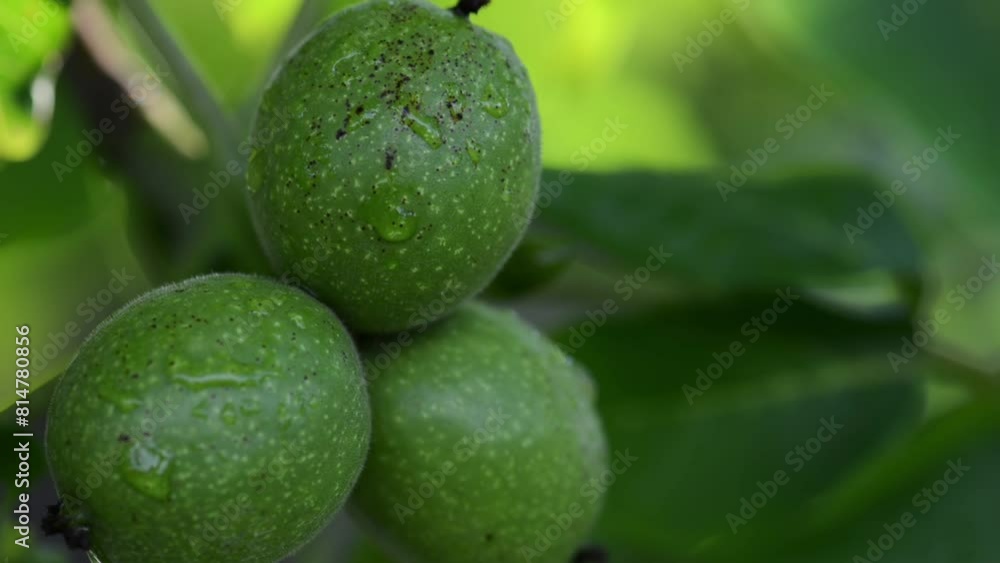 Three walnuts in a green shell on a tree. A walnut is the nut of any tree of the genus Juglans (family Juglandaceae), particularly the Persian or English walnut, Juglans regia. Three walnuts in a green shell on a tree. A walnut is the nut of any tree of the genus Juglans (family Juglandaceae), particularly the Persian or English walnut, Juglans regia.