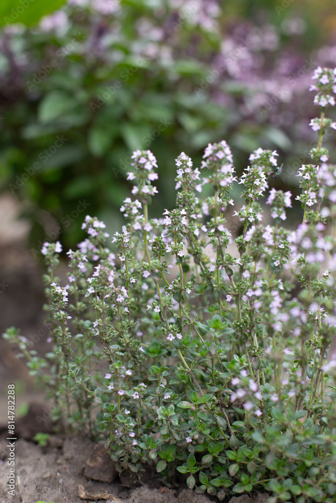 Blossoming fragrant Thyme (Thymus serpyllum) blooms iin the garden in summer.
