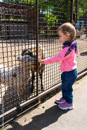 Adorable cute toddler girl feeding animals in zoo. Little girl feed and give carrot to sheeps.