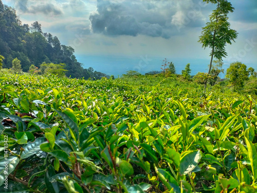 Fotomural Closeup view of green tea garden in the hills Indonesian