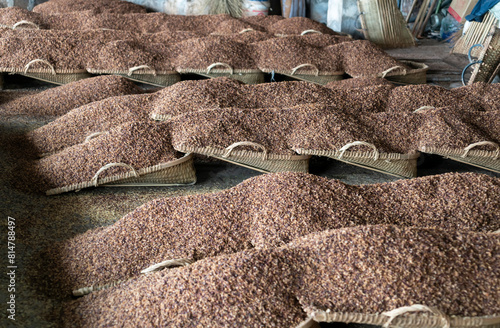 Grain used for brewing in traditional Chinese breweries photo