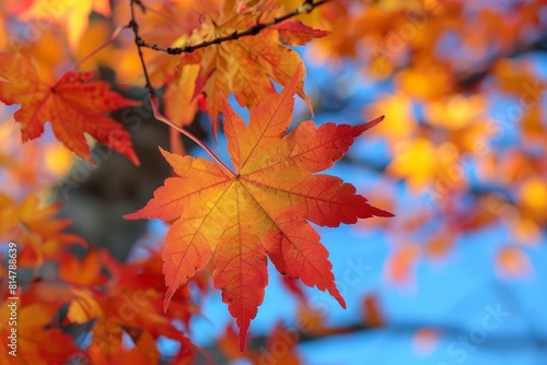 Maple Tree in Fall Foliage: Rich red and orange leaves covering the branches. 