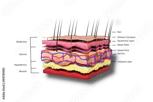 Human skin anatomy diagram