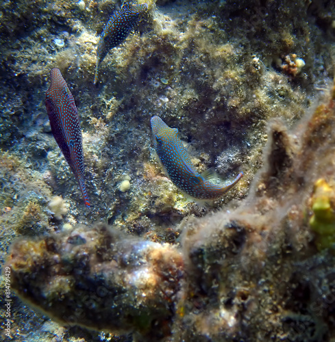 School of Pearl Toby coral fish, scientific name is Canthigaster margaritata. It belongs to family Tetraodontidae, Inhabitant of shallow parts of coral reefs, swims slowly among corals