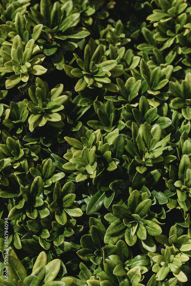 Obraz premium Beautiful green leaves background