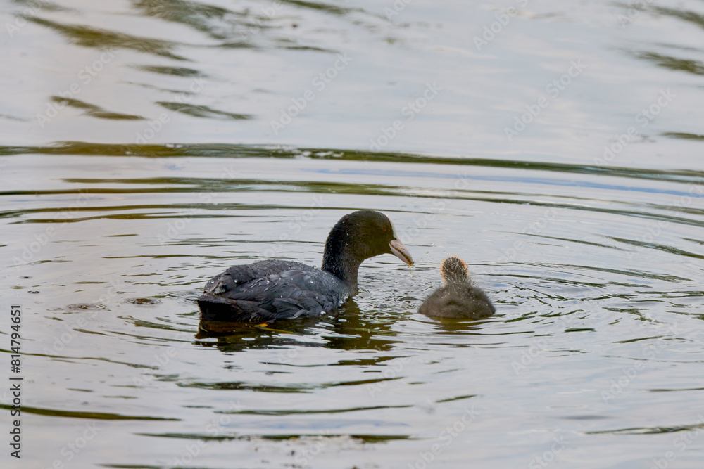 Fototapeta premium (Fulica atra) with chicks on a lake.