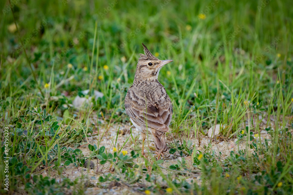 (Galerida cristata) standing on the ground through the grass (Galerida cristata) standing on the ground through the grass