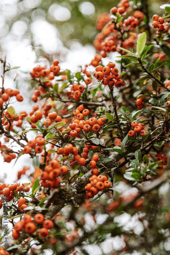Orange berries of pyracantha bush