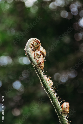 Fresh young fern plant