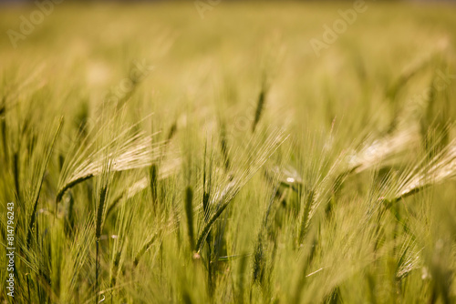 close up with a field of oats
