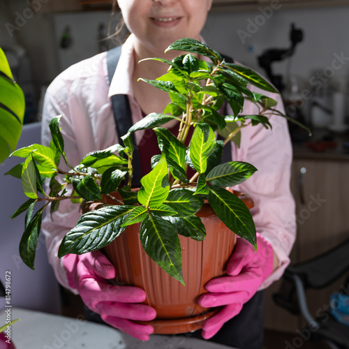 A smiling woman is holding a flowering houseplant in a pink flowerpot. The plant is a terrestrial species commonly used as a natural ingredient in local foods
