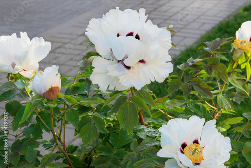 Paeonia suffruticosa is growing in garden. White plants. Showy flowers. Spring Blossom. Romantic flowers.