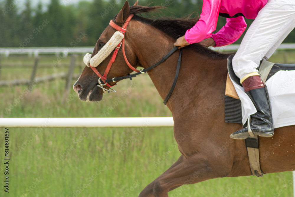 Obraz premium thoroughbred horse running in an equestrian race