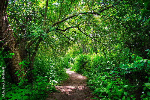 Narrow path in a forest in spring, in the Dehesa del Sotillo Recreational Area of Villaviciosa de Odón, Madrid (Spain).