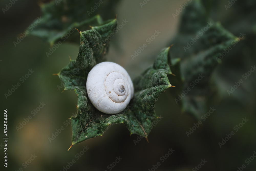 Peaceful Snail Spiraling on a Serene Green Leaf Peaceful Snail Spiraling on a Serene Green Leaf
