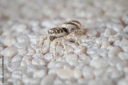 little zebra spider on the wall