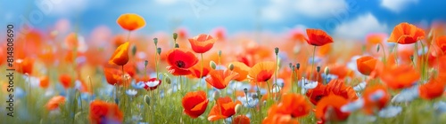 Beautiful closeup of poppies poppy Papaver rhoeas flowers in nature. Natural spring summer landscape with red poppies © May