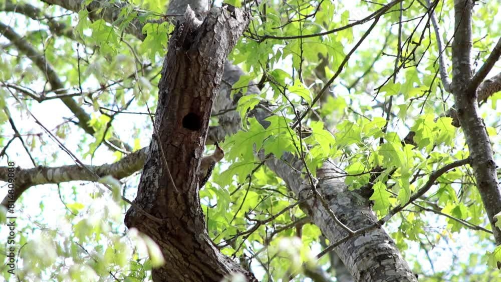 A woodpecker carrying an insect in its beak at its nest in a tree hollow, captured in detailed slow motion. Perfect for nature documentaries, educational videos, or projects of wildlife A woodpecker carrying an insect in its beak at its nest in a tree hollow, captured in detailed slow motion. Perfect for nature documentaries, educational videos, or projects of wildlife