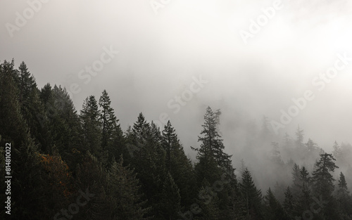 Misty forest with intruding sunlight over the sea