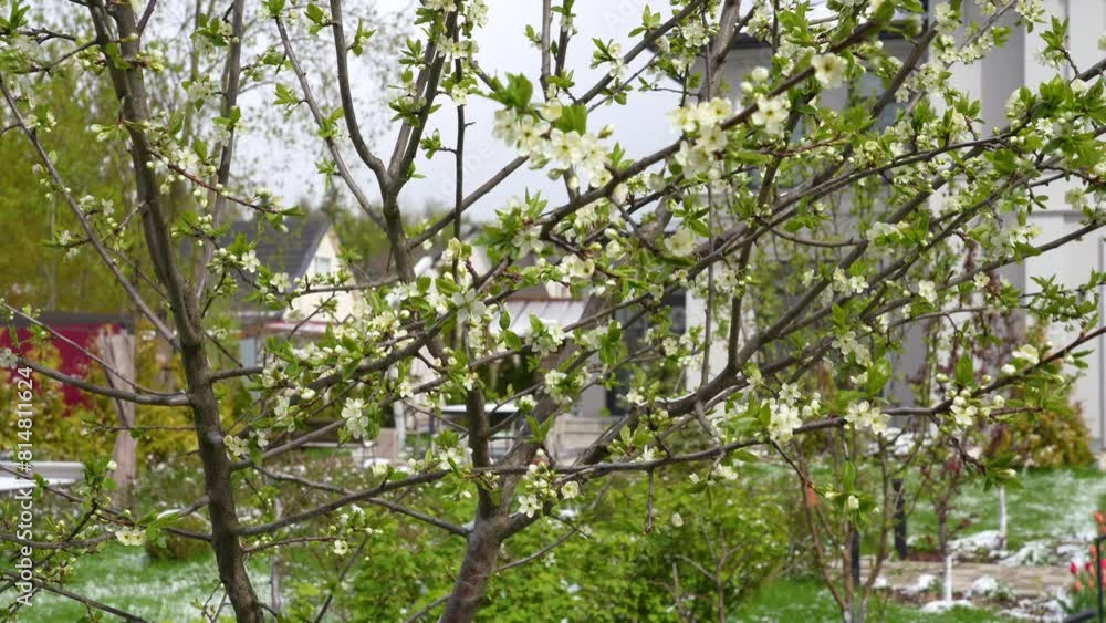 Tree covered in white blossoms stands out in spring garden, showcasing beauty of nature in bloom with Snow covered green grass lawn Tree covered in white blossoms stands out in spring garden, showcasing beauty of nature in bloom with Snow covered green grass lawn