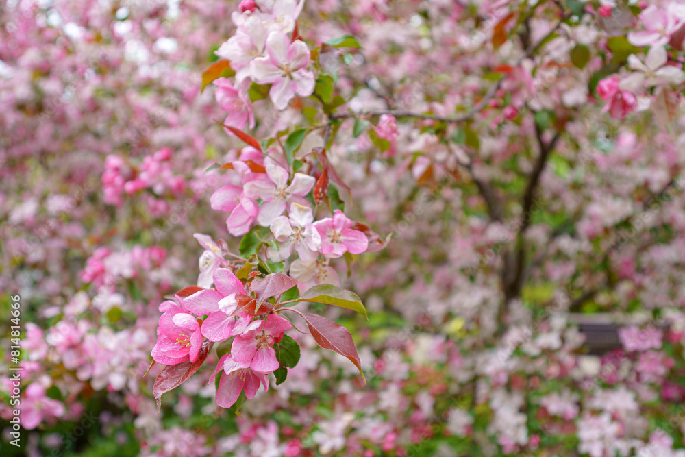 Blooming apple orchard. Pink apple tree flowers. Blooming apple orchard. Pink apple tree flowers.