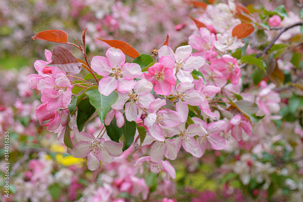 Fototapeta premium Blooming apple orchard. Pink apple tree flowers.