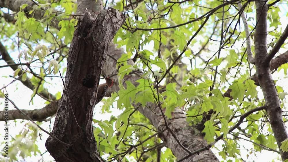 A red-bellied woodpecker returns to its nest in a dead tree. Shot in slow motion to capture the details of its flight and arrival. A red-bellied woodpecker returns to its nest in a dead tree. Shot in slow motion to capture the details of its flight and arrival.