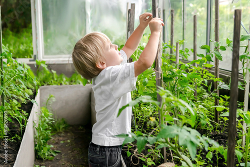 little child boy tie up tomatos plants at greenhouse. Fun adorable baby toddler gardening cultivating at backyard countryside cottage at summer holidays.taking care of plants