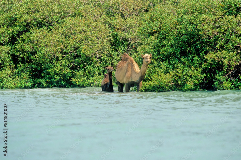 Fototapeta premium Dromedary