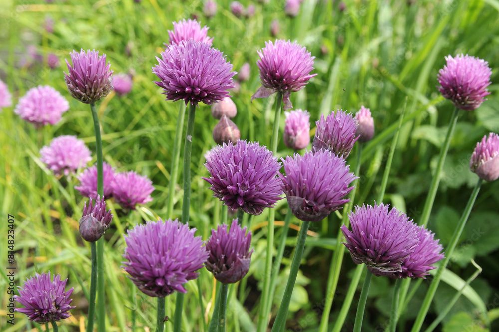 beautiful purple flowering chives closeup in a vegetable garden in springtime beautiful purple flowering chives closeup in a vegetable garden in springtime
