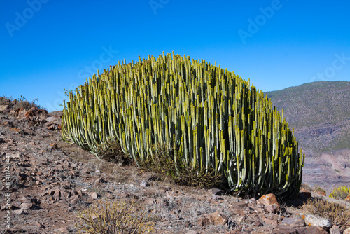 Cardon "Euphorbia canariensis" en la isla de Gran Canaria, España