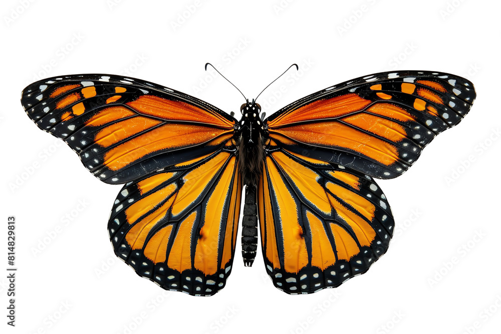 Fototapeta premium butterfly isolated on white transparent background