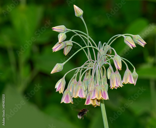 bumble bee Bombus flying to Sicilian Honey Garlic resp.Allium siculum or Nectaroscordum siculum in Rhineland,Germany photo