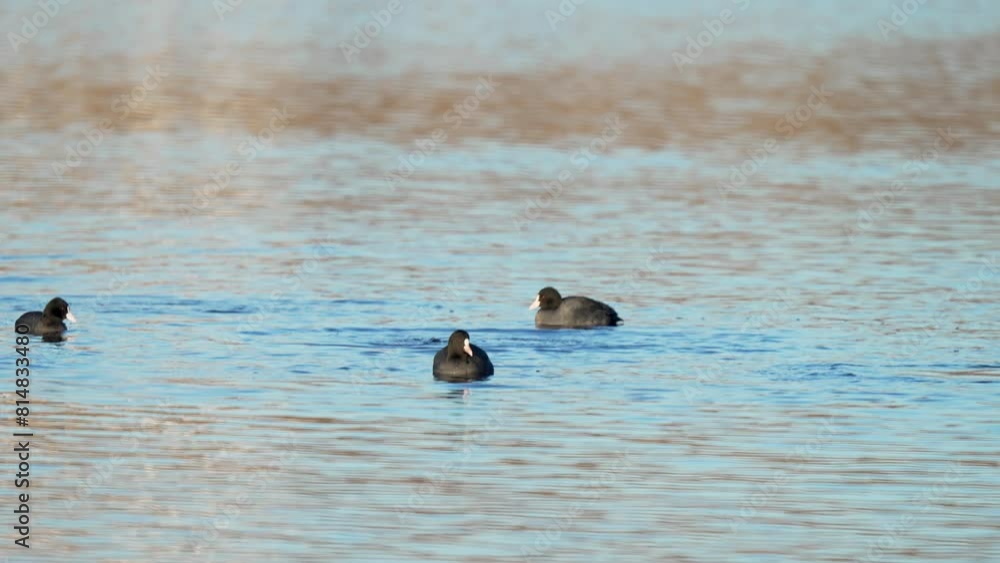 Ducks Floating on Lake During Winter Migration. Group of winter-migrating birds peacefully float at river surface. Bird dives under water in search of food. Migration of animals to warmer climes Ducks Floating on Lake During Winter Migration. Group of winter-migrating birds peacefully float at river surface. Bird dives under water in search of food. Migration of animals to warmer climes
