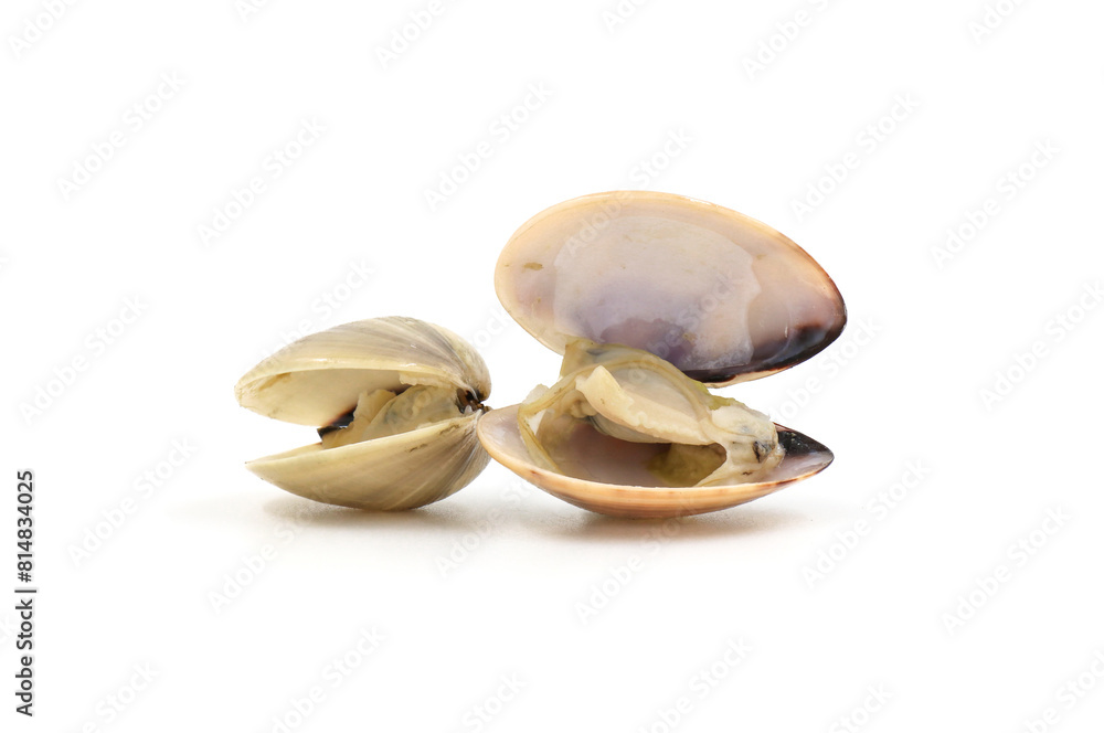 Closed up fresh baby clams, venus shell, shellfish, carpet clams, short necked clams, as raw food from the sea are the seafood ingredients. fresh clams Background. Closed up fresh baby clams, venus shell, shellfish, carpet clams, short necked clams, as raw food from the sea are the seafood ingredients. fresh clams Background.